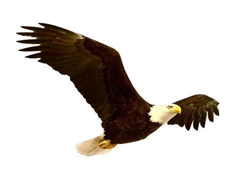 Eagle PNG Transparent Images