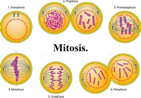 Blog de la clase de Biología y Geología de 1º de Bachillerato del IES Las Lagunas: Mitosis y ...