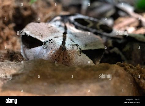 west african gaboon viper snake close up Stock Photo - Alamy