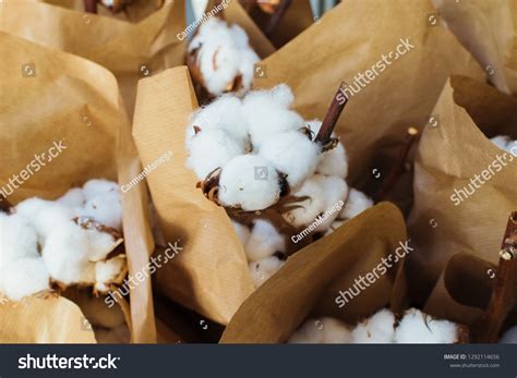 732 Pima Cotton Images, Stock Photos & Vectors | Shutterstock