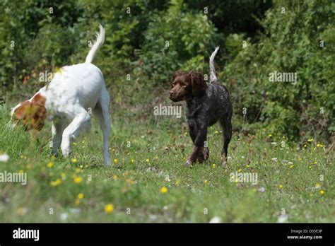 Dog Brittany Spaniel / Epagneul breton two adults different colors walking in a meadow Stock ...