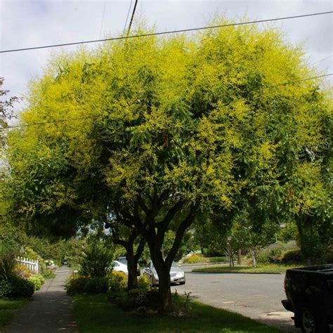 GOLDEN RAIN TREE Koelreuteria Paniculata - 20 SEEDS