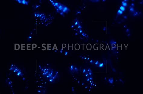 Krill - Deep-Sea Photography