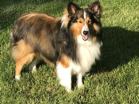 Shetland Sheepdog Puppies For Sale | Wauseon, OH #316895