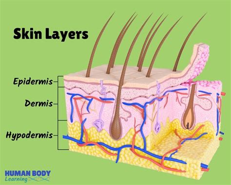 Skin Layers Anatomy Diagram for Kids