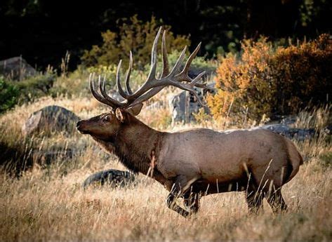 100 Estes Park Wildlife ideas | rocky mountains, estes park, wildlife