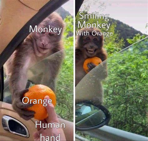 Yes, smiling monkey : r/antimeme