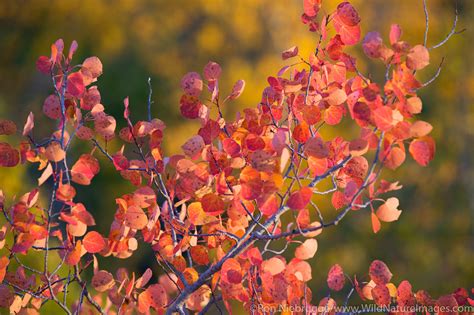 Fall Foliage | Photos by Ron Niebrugge