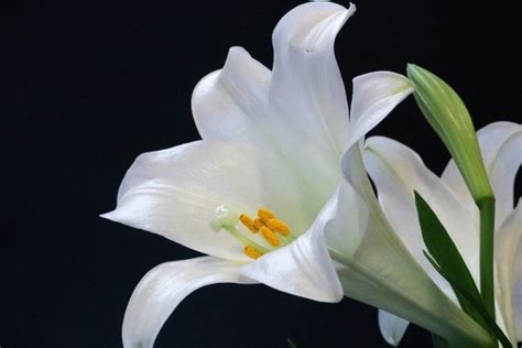 Easter Lily: Meaning & Symbolism Of Lilium Longiflorum