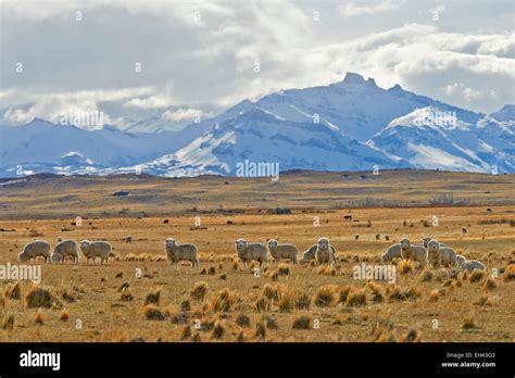 Argentina pampas hi-res stock photography and images - Alamy