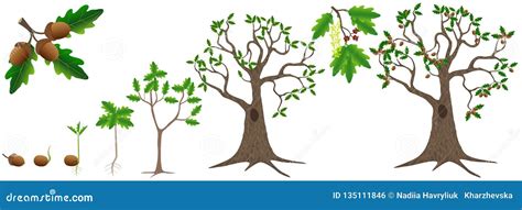 Cycle of Growth of a Oak Tree on a White Background. Stock Vector ...