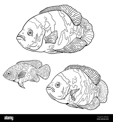 Aquarium with big cichlid oscar for coloring. Colorful fish with offspring. Drawing for coloring ...