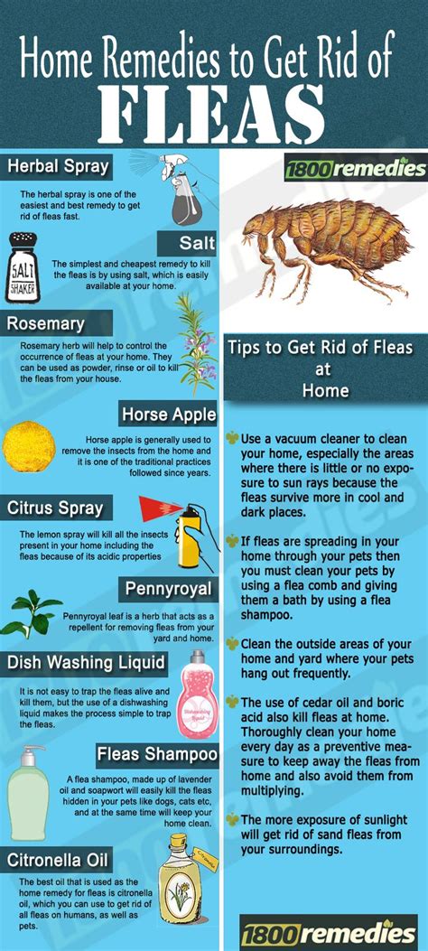 Homemade Remedies To Get Rid Of Fleas On Dogs