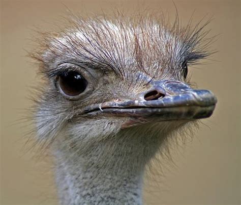 Ostrich – the biggest bird in the world | DinoAnimals.com