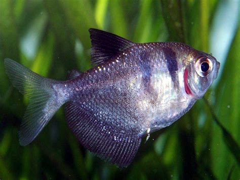 Profile of the Black skirt tetra (Gymnocorymbus ternetzi) with forum