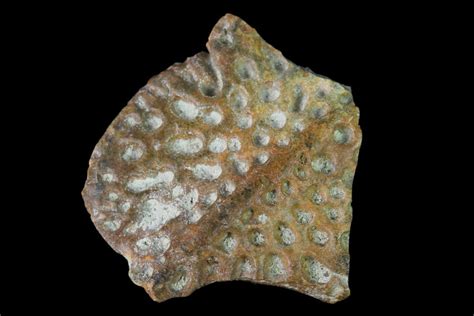 .7" Fossil Crocodile Dermal Scute - Lance Creek Formation, Wyoming (#148805) For Sale ...