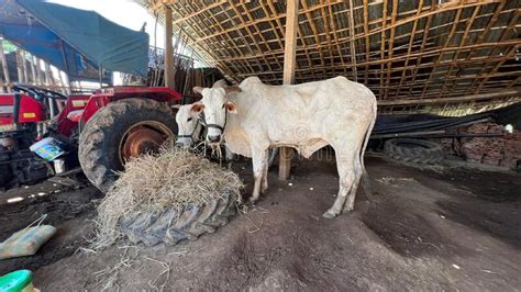 White Oxen with Horns Standing in a Farm and Eating Some Grass Stock Image - Image of atmosphere ...