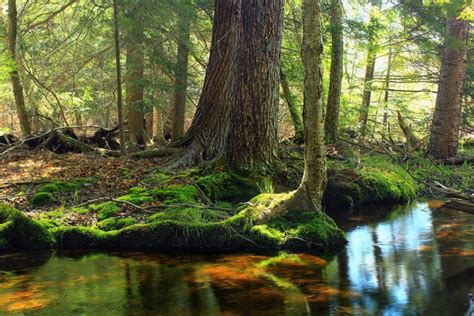 Free picture: swamp, landscape, leaf, tree, wood, wetland, land, nature