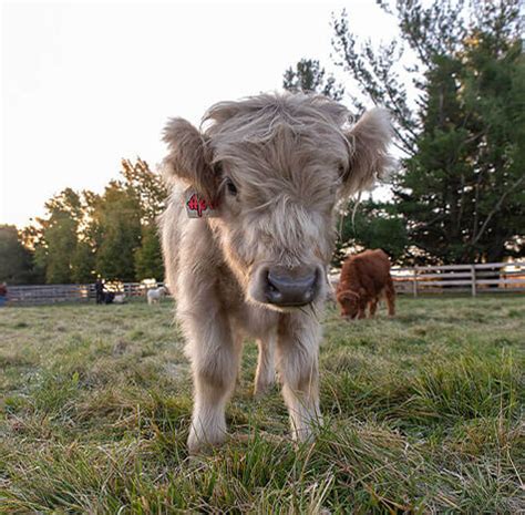 Our Miniature Fluffy Cattle - Fluffy Feather Farm