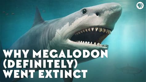 Why Megalodon (Definitely) Went Extinct Acordes - Chordify