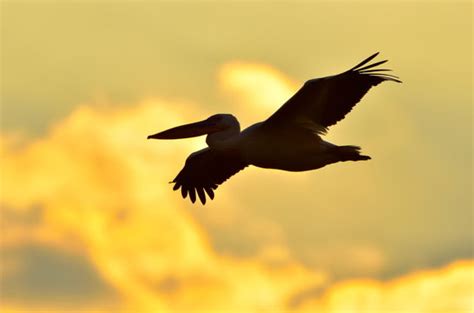 Pelican Silhouette Images – Browse 10,562 Stock Photos, Vectors, and Video | Adobe Stock