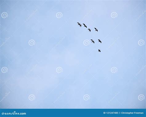 Group of Seagulls Flying in Formation Against a Pale Blue Sky Stock Image - Image of spring ...