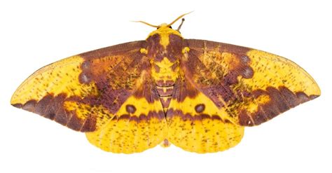 Imperial Moth Insect Facts | Eacles imperialis | AZ Animals