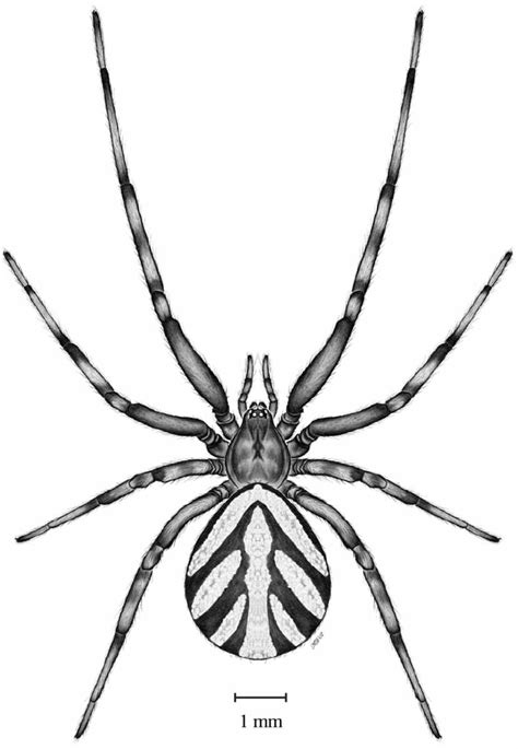 Latrodectus hesperus (Theridiidae) immature. | Download Scientific Diagram