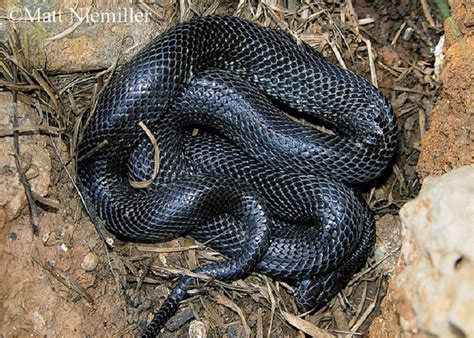 Common Kingsnake | State of Tennessee, Wildlife Resources Agency