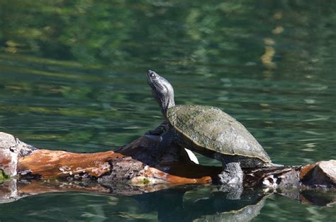 A Guide To Northern Map Turtle Care