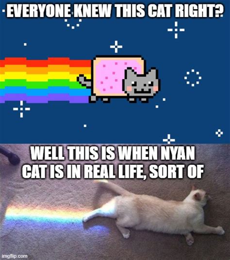 Nyan cat - Imgflip