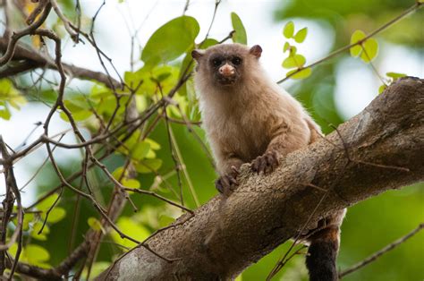 Black-Tailed Marmoset | Sean Crane Photography