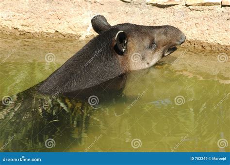 Brazilian Tapir Swimming Stock Photo | CartoonDealer.com #44654940