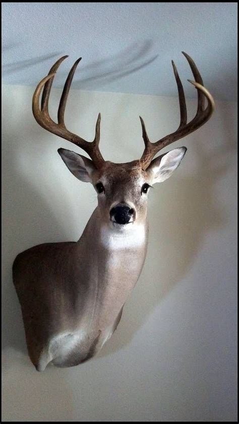 318 best Whitetail mounts. images on Pinterest | Taxidermy, Big game and Deer mounts