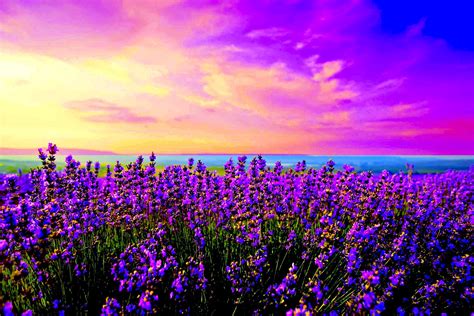 Lavender Fields