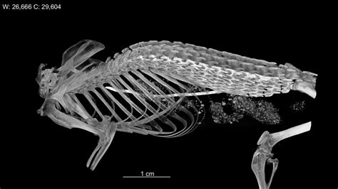 Hero shrews have strong, interlocking spines unlike any other animal ...