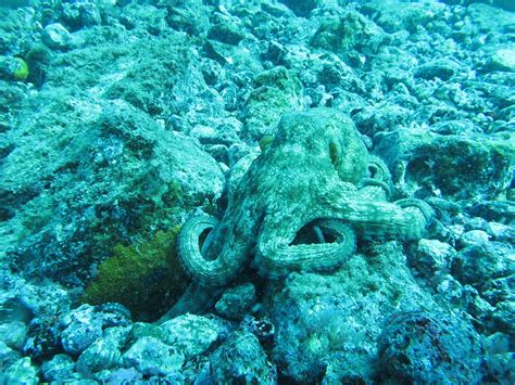 Octopus helps inspire researchers developing new camouflage technology