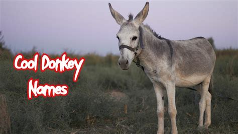 Donkey Names: 500 Good Ideas for Names for Donkeys