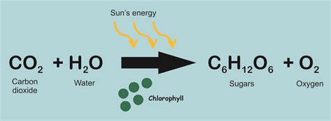 Describe in words what occurs during the process represented by the photosynthesis equation ...