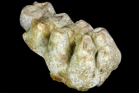 Mastodon Fossils For Sale - FossilEra.com