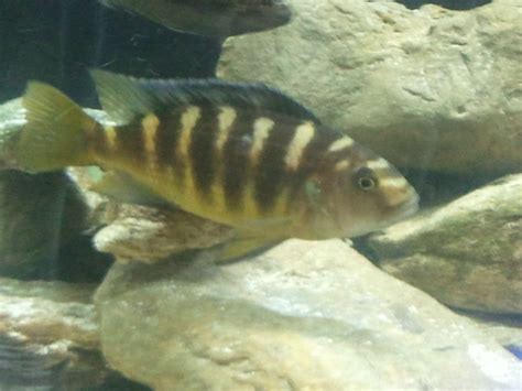 Breeding Beginner, help! | Cichlid Fish Forum