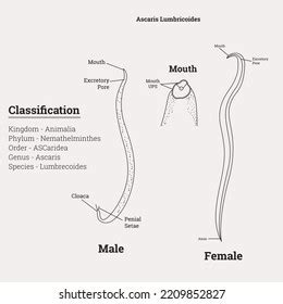 Ascaris Labeled Diagram