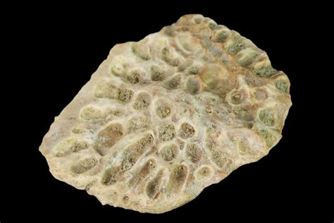 .9" Fossil Crocodile Dermal Scute - Lance Creek Formation, Wyoming (#148807) For Sale ...