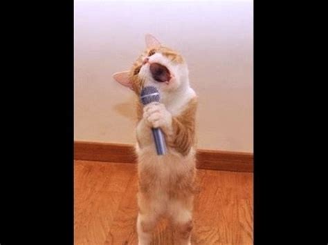 Singing Cat - Meme Guy