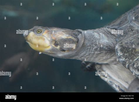 Turtle swimming underwater Stock Photo - Alamy