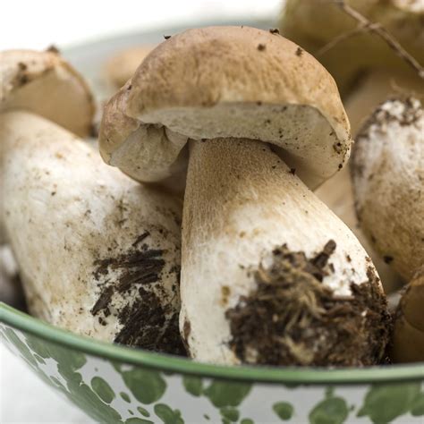 9 Edible Mushroom Varieties