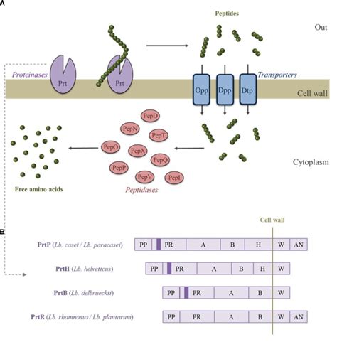 Bioactive Peptides Definition - Brain Mind Article