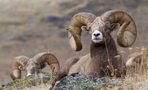 Montana’s Bighorn Sheep Back from the Brink - Big Sky Journal