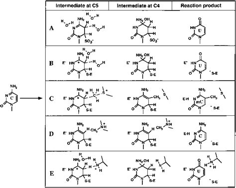 Comparison of the proposed mechanisms of (cytosine-5)-DNA methylation ...