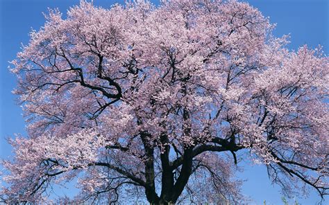 tree, flowers, sky Wallpaper, HD Nature 4K Wallpapers, Images and Background - Wallpapers Den